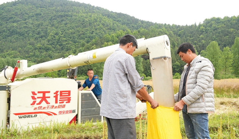 思南大坝场镇：万亩油菜喜获丰收机械收割节本增效(图4)