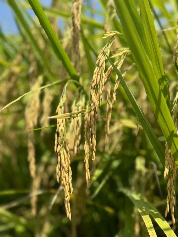 十大买球平台：仁怀茅坝镇：机械化收割助力400万余斤稻谷“颗粒归仓”(图4)