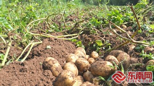 建阳莒口镇：土豆成熟了机械助力采收效率高