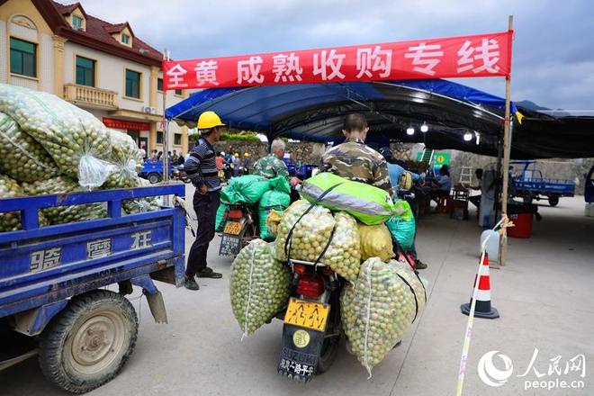 福州永泰：上山采青梅下山算“入账”(图4)