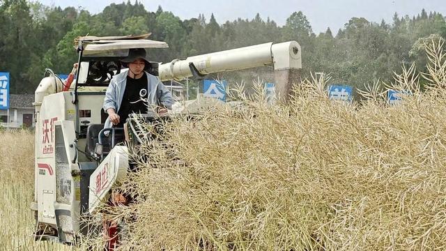 四川通江30余万亩油菜进入收割期机械化作业助力颗粒归仓买球的app:(图1)
