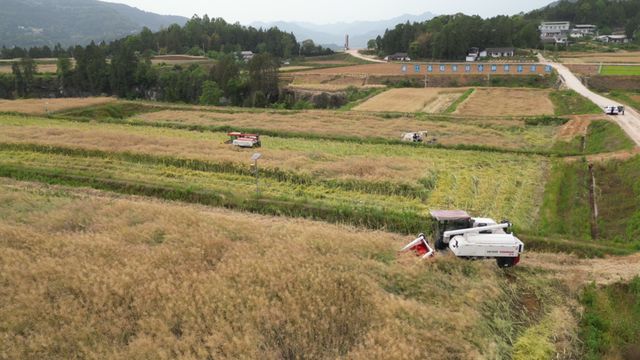 四川通江30余万亩油菜进入收割期机械化作业助力颗粒归仓买球的app:(图2)