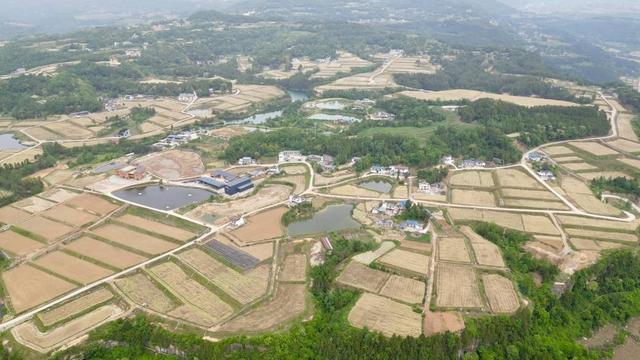 四川通江30余万亩油菜进入收割期机械化作业助力颗粒归仓买球的app:(图3)