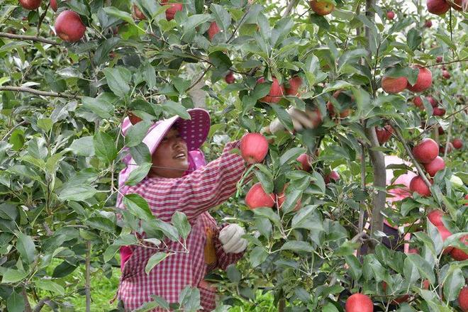 中央媒体走基层“苹”添好日子！昭通绘苹果产业高质量发展新篇章