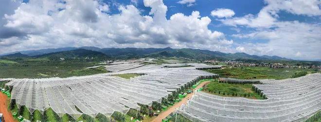 中央媒体走基层“苹”添好日子！昭通绘苹果产业高质量发展新篇章(图2)