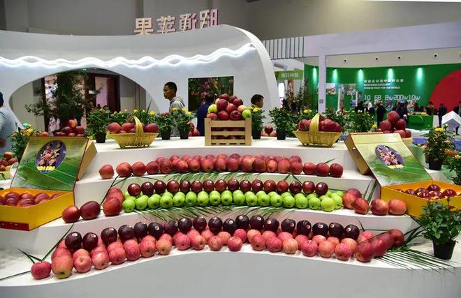 中央媒体走基层“苹”添好日子！昭通绘苹果产业高质量发展新篇章(图3)