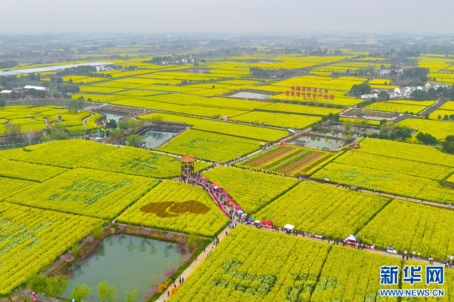 买球网站：从“一朵花”到“一条链”湖北油菜产业拓出新路子