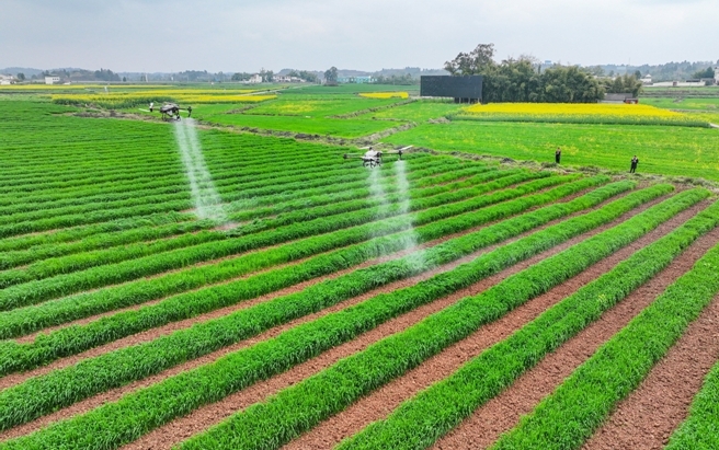 十大买球平台:四川仁寿:筑牢“天府粮仓”根基“丰”景这边独好(图4)