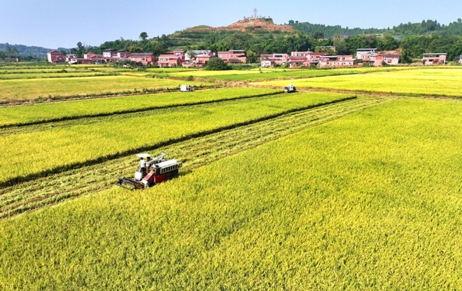 十大买球平台：四川仁寿：筑牢“天府粮仓”根基“丰”景这边独好