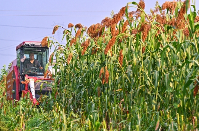 十大买球平台:四川仁寿:筑牢“天府粮仓”根基“丰”景这边独好(图2)