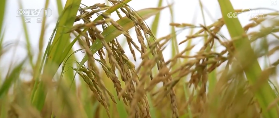 多部门协同护好“粮袋子”“共享晒粮图”上线引导农户就近科学晾晒(图6)