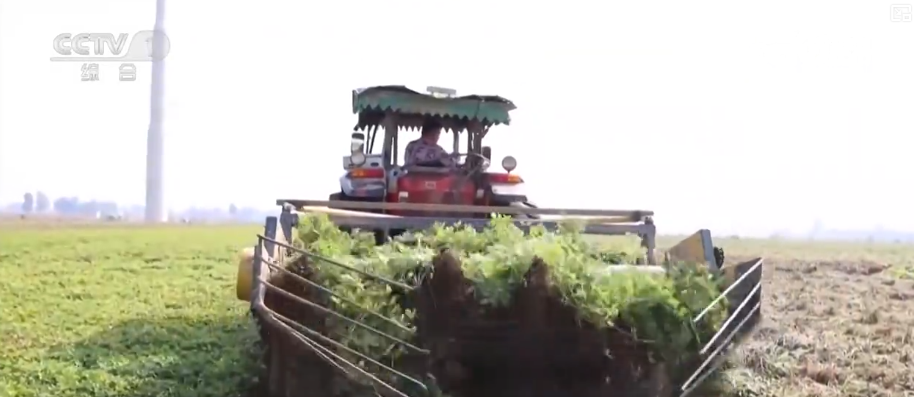 多部门协同护好“粮袋子”“共享晒粮图”上线引导农户就近科学晾晒(图8)