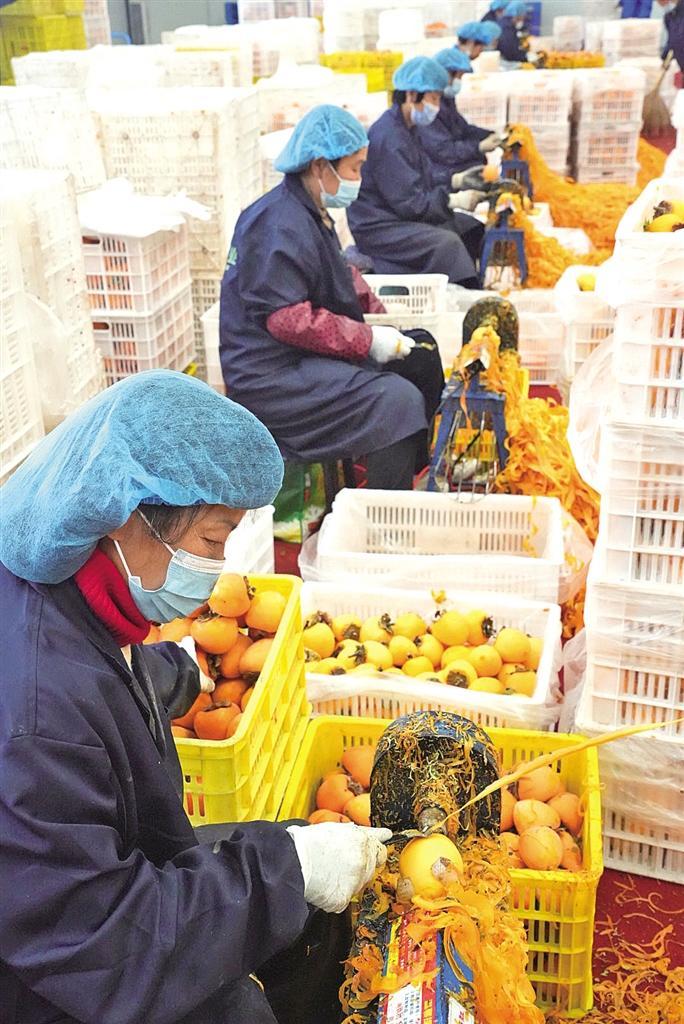 小柿子闯出大市场富平县柿子全产业链年产值超过85亿元