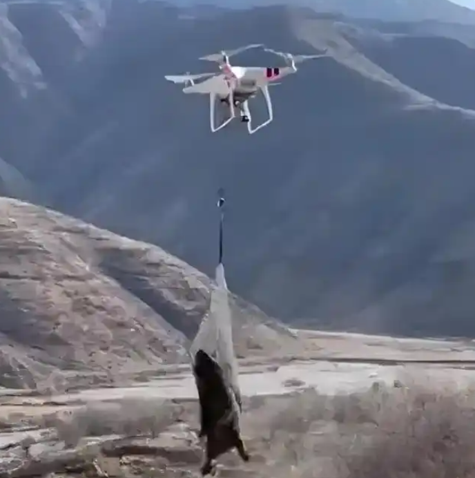 “无人机捕猎”野生动物存在哪些问题应当如何管理?(图2)