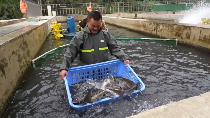 镇宁：一条鲟鱼串起乡村振兴产业链(图2)